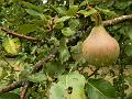 Pear, orchard, Sissinghurst Castle gardens P1120880